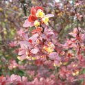 Berberis thunbergii 'Atropurpurea'